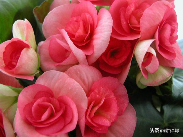 丽格海棠的繁殖栽培管理方法，叶片翠绿肥大，花姿艳丽丰富