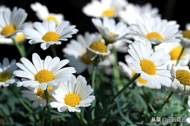 茼蒿菊——简单几步 打造球形花海，花开爆盆、花开不断 满花园