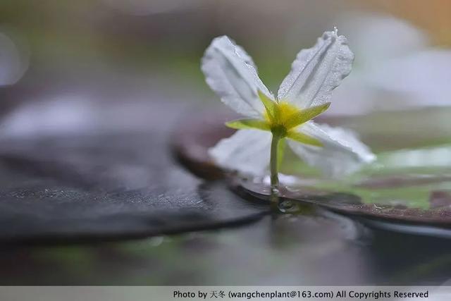 2019年我种过的100种花，美文美图