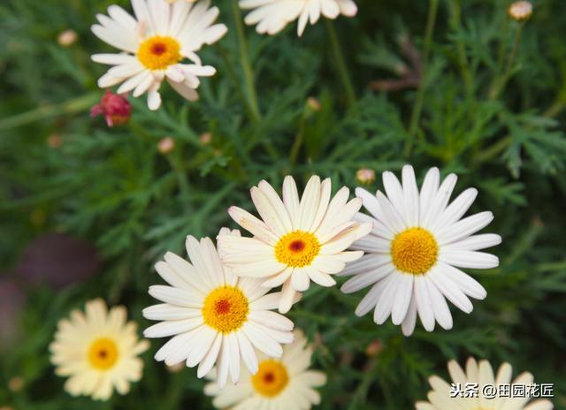 茼蒿菊——简单几步 打造球形花海，花开爆盆、花开不断 满花园
