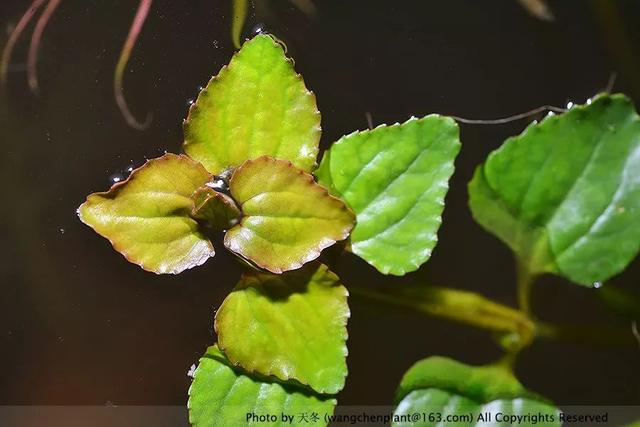 2019年我种过的100种花，美文美图