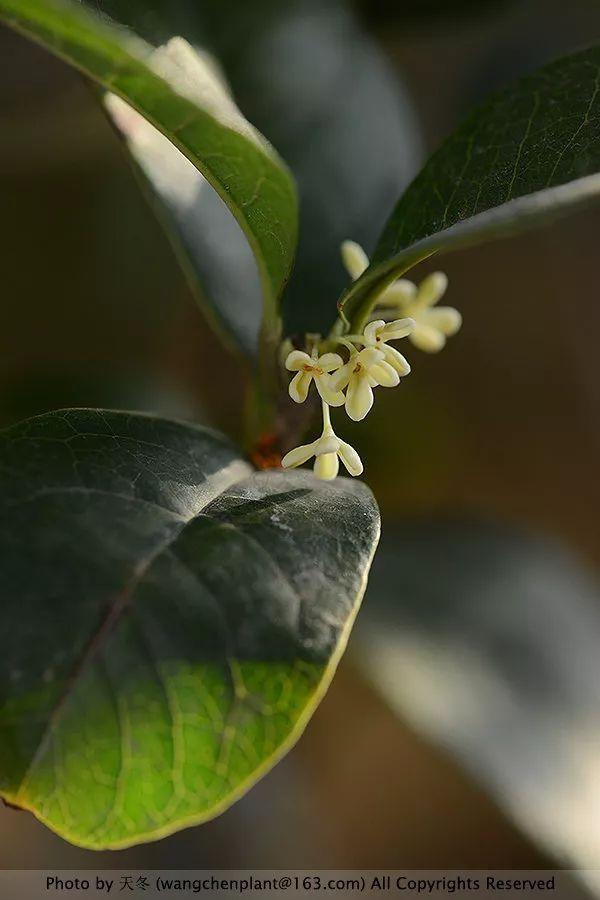2019年我种过的100种花，美文美图