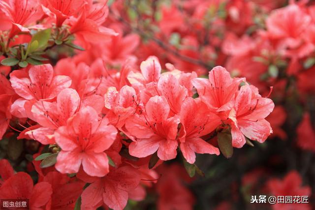 冬季杜鹃花总是黄叶死亡？这样养，不黄叶不烂根，冬季也能开花