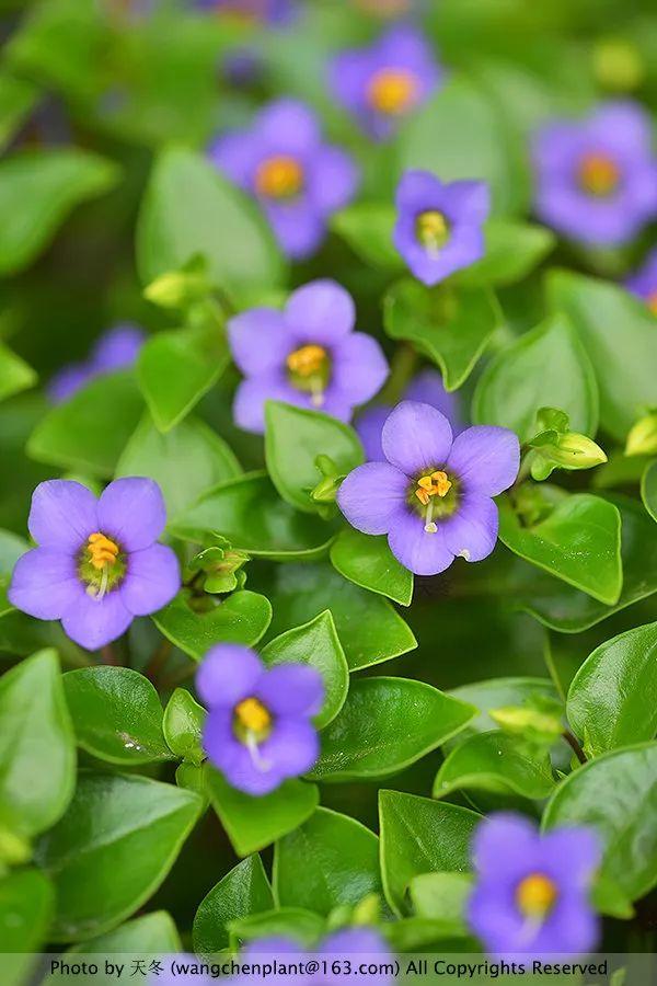 2019年我种过的100种花，美文美图