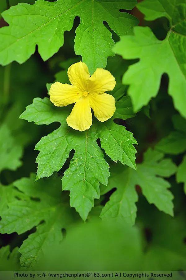 2019年我种过的100种花，美文美图