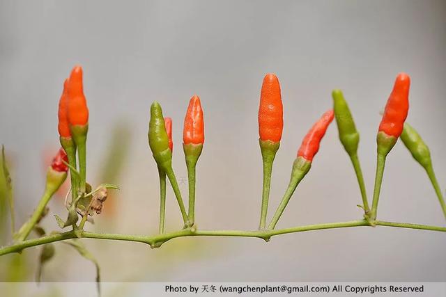 2019年我种过的100种花，美文美图