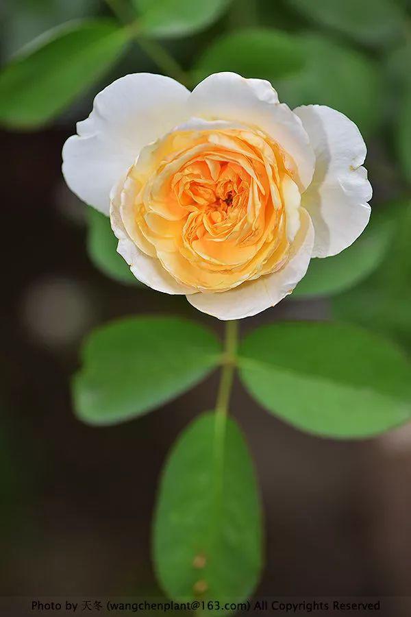 2019年我种过的100种花，美文美图