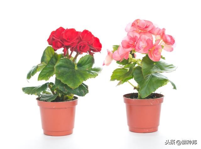 丽格海棠的繁殖栽培管理方法，叶片翠绿肥大，花姿艳丽丰富