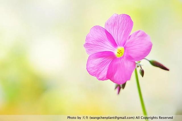 2019年我种过的100种花，美文美图