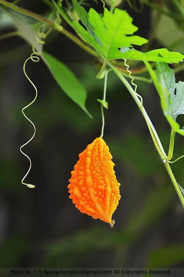 2019年我种过的100种花，美文美图