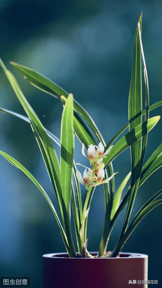 建兰不开花、叶片干枯发黄？学了这些技巧，叶片不枯黄、花香浓郁