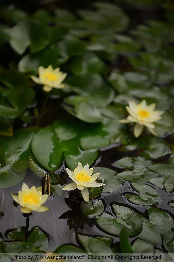 2019年我种过的100种花，美文美图