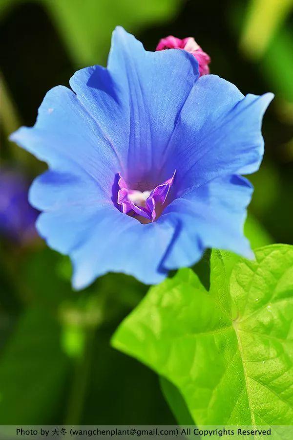 2019年我种过的100种花，美文美图