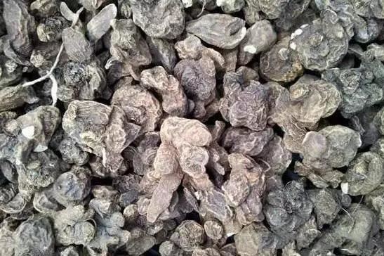 冬天，最适合新手种植的几种球根花卉