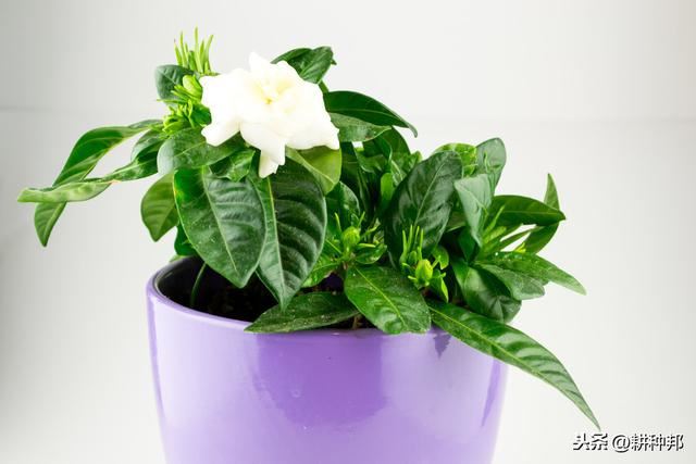 了解栀子花的栽培管理方法，叶片翠绿有质感，花朵肥大、花香浓郁