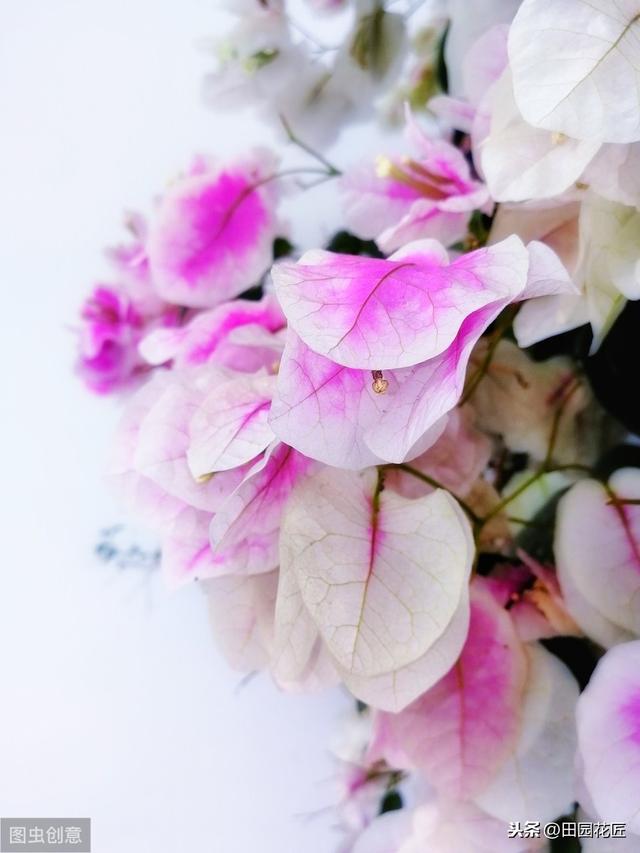 三角梅，落叶落花、易冻伤，这些知识点不可不知，冬季也能开花