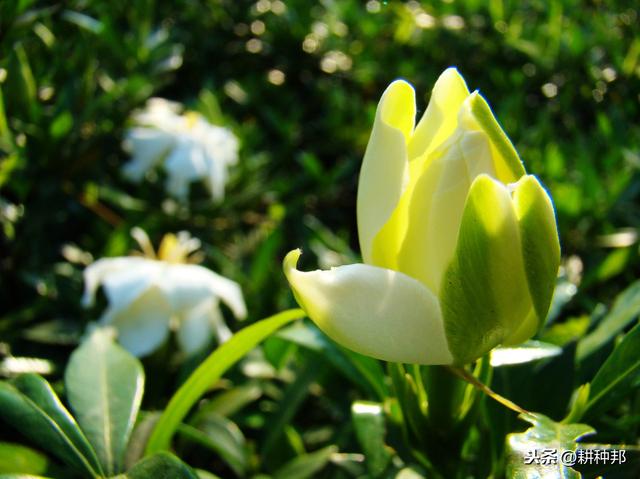 了解栀子花的栽培管理方法，叶片翠绿有质感，花朵肥大、花香浓郁