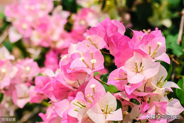 三角梅，落叶落花、易冻伤，这些知识点不可不知，冬季也能开花