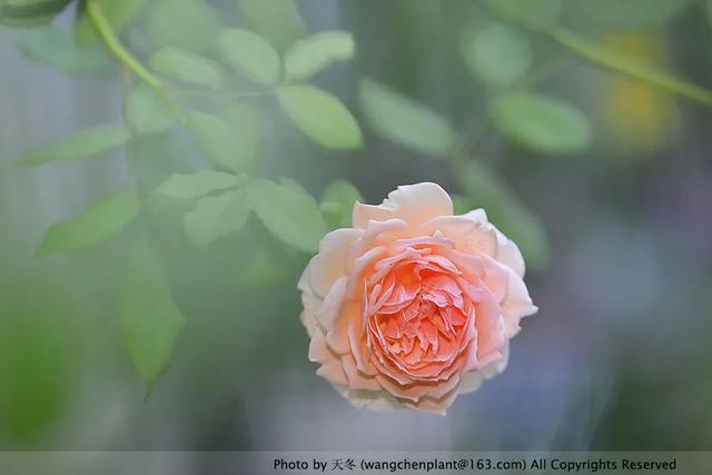 2019年我种过的100种花，美文美图