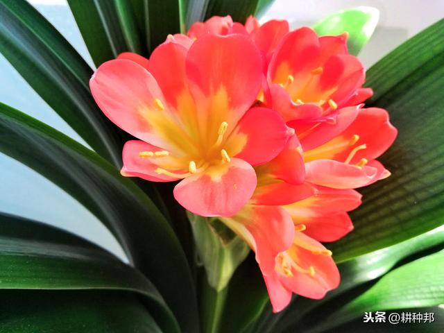 君子兰叶片干枯发黄，掌握防治措施，叶色亮绿，花姿艳丽端庄