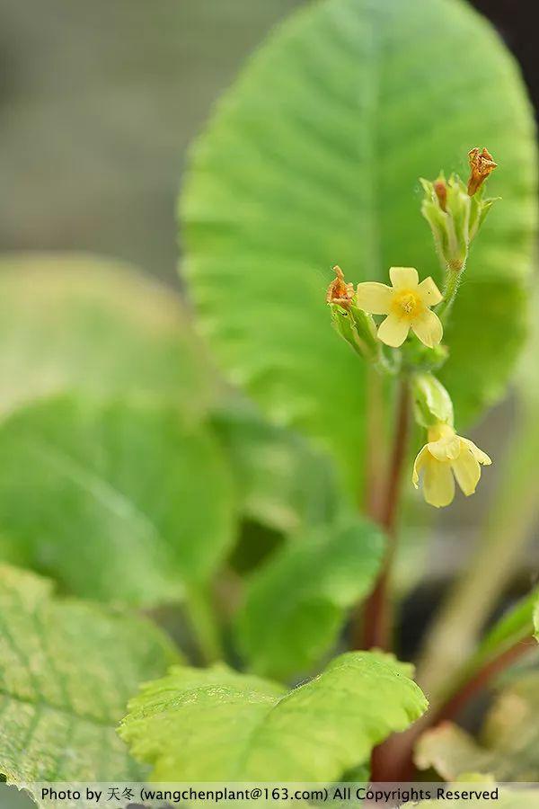 2019年我种过的100种花，美文美图