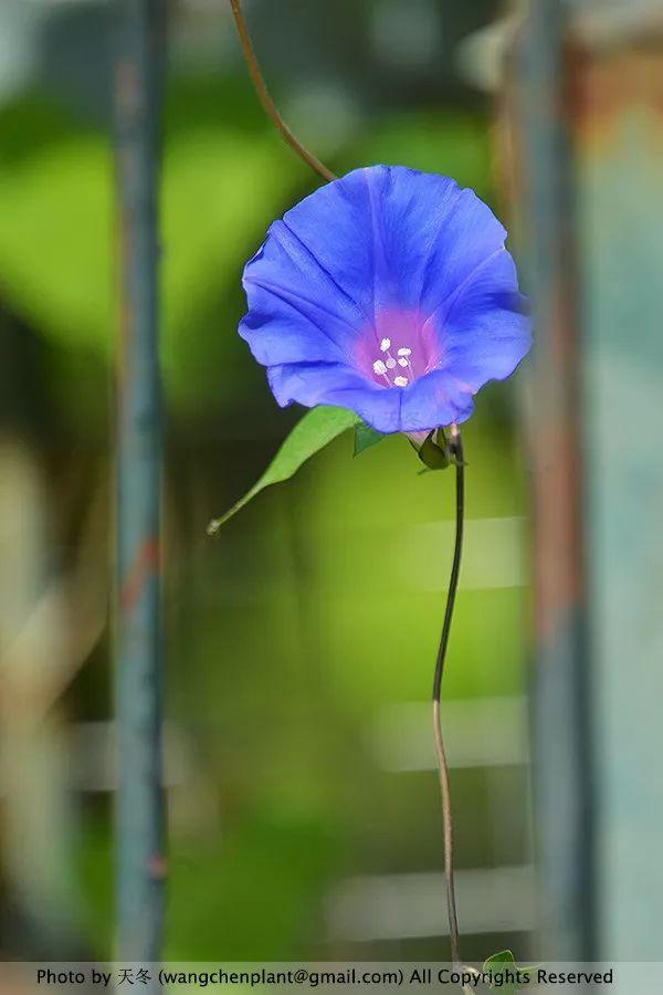 2019年我种过的100种花，美文美图