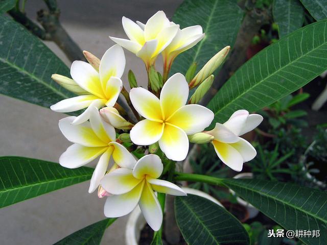 了解栀子花的栽培管理方法，叶片翠绿有质感，花朵肥大、花香浓郁
