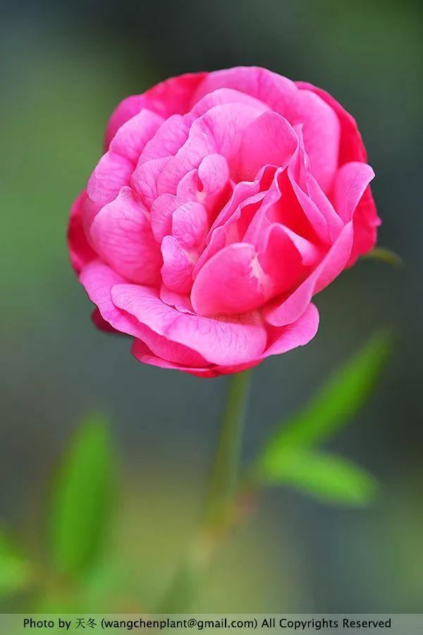2019年我种过的100种花，美文美图
