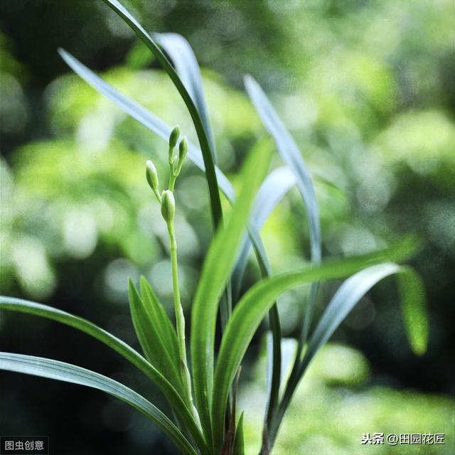 建兰不开花、叶片干枯发黄？学了这些技巧，叶片不枯黄、花香浓郁