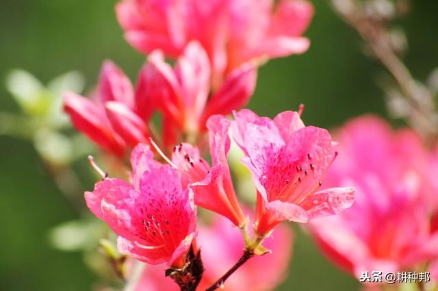 杜鹃花叶片、花蕾容易脱落，学会这几招，常年青枝绿叶、繁花盛开