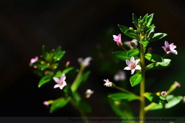 2019年我种过的100种花，美文美图