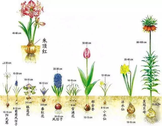 冬天，最适合新手种植的几种球根花卉