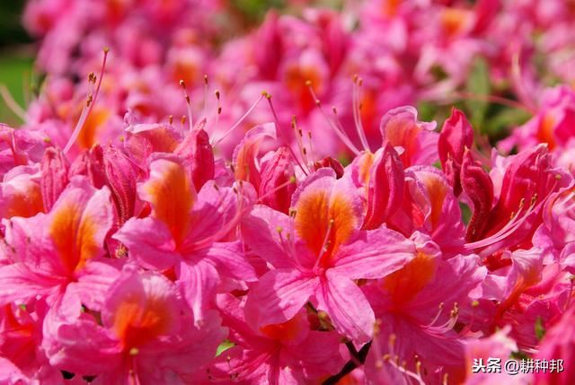 杜鹃花叶片、花蕾容易脱落，学会这几招，常年青枝绿叶、繁花盛开