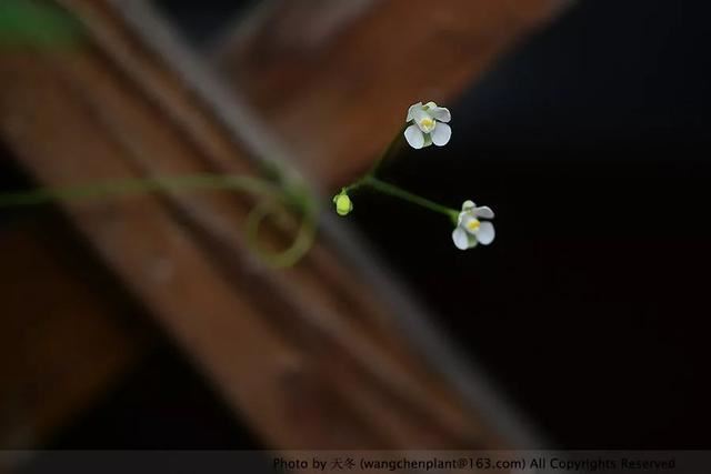 2019年我种过的100种花，美文美图