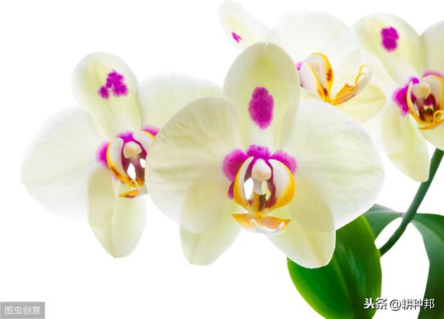 蝴蝶兰易发生“蚧壳虫害”，掌握防治技巧，可以提高蝴蝶兰产量