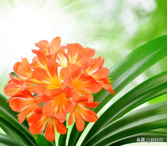 君子兰叶片干枯发黄，掌握防治措施，叶色亮绿，花姿艳丽端庄
