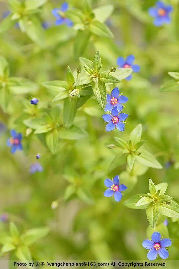 2019年我种过的100种花，美文美图