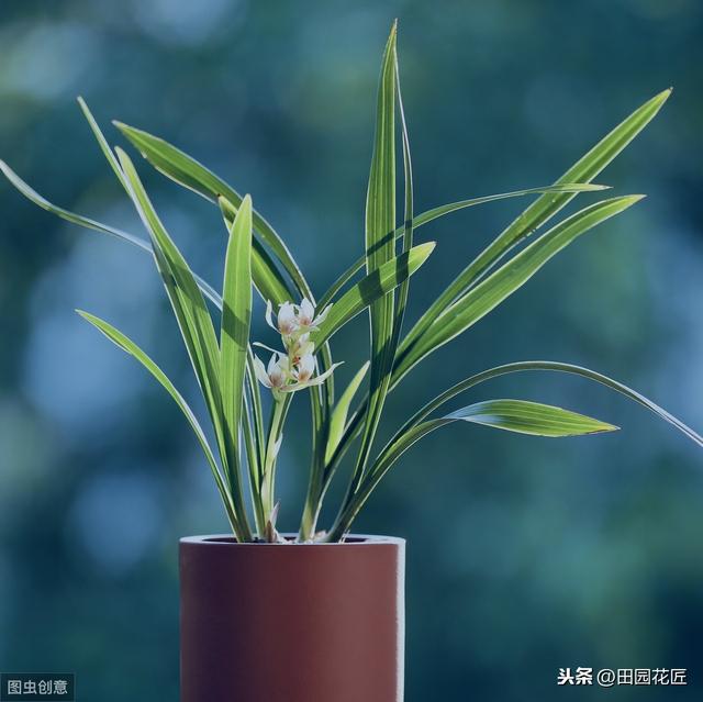 建兰不开花、叶片干枯发黄？学了这些技巧，叶片不枯黄、花香浓郁