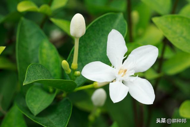 了解栀子花的栽培管理方法，叶片翠绿有质感，花朵肥大、花香浓郁
