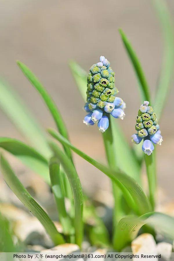 2019年我种过的100种花，美文美图