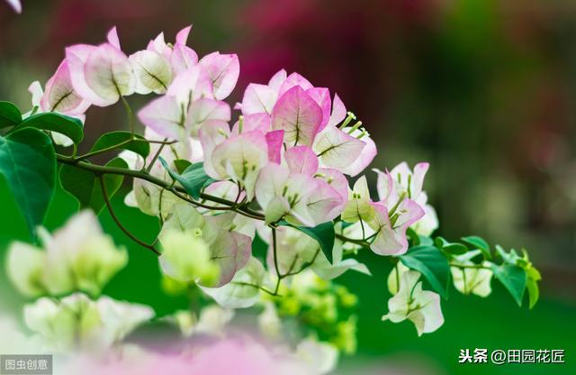 三角梅，落叶落花、易冻伤，这些知识点不可不知，冬季也能开花