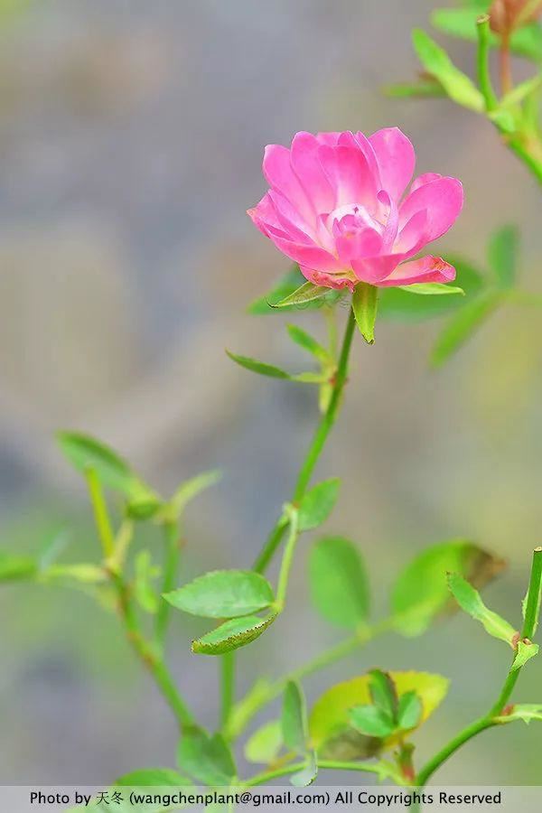 2019年我种过的100种花，美文美图