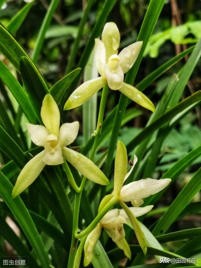 建兰不开花、叶片干枯发黄？学了这些技巧，叶片不枯黄、花香浓郁