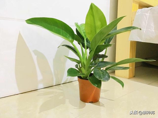鹤望兰叶片容易干枯，了解它的栽培技巧，叶色浓绿，花姿妖艳
