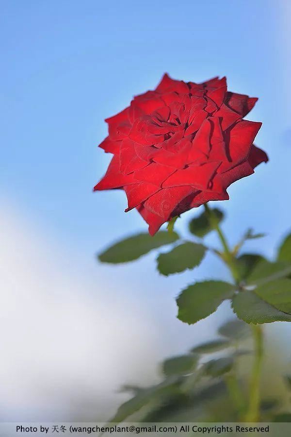 2019年我种过的100种花，美文美图