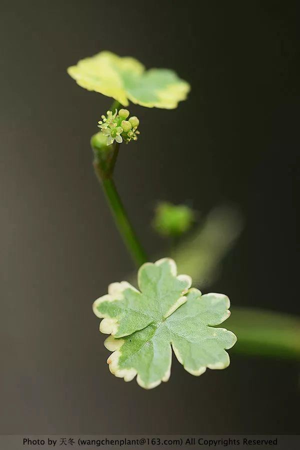 2019年我种过的100种花，美文美图