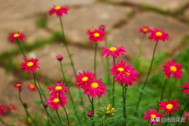 茼蒿菊——简单几步 打造球形花海，花开爆盆、花开不断 满花园