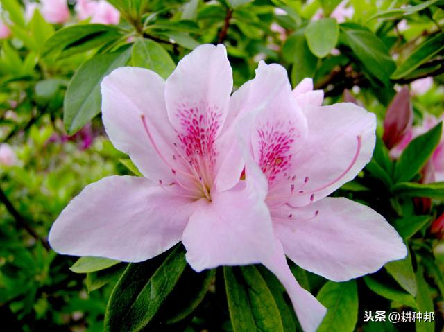 杜鹃花叶片、花蕾容易脱落，学会这几招，常年青枝绿叶、繁花盛开