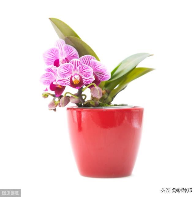 蝴蝶兰叶子发黄是沾染“细菌性软腐病”，掌握方法，叶子又黑又亮