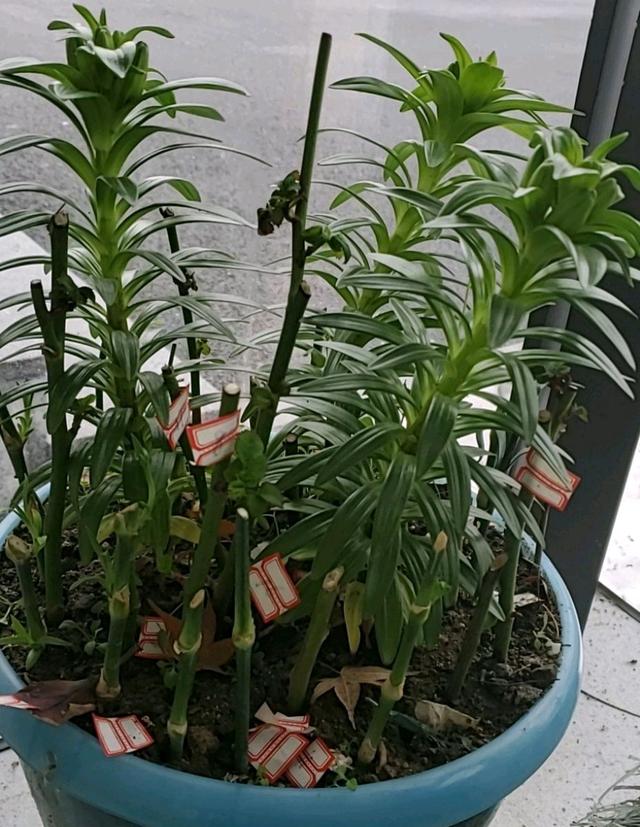 扦插两个月的月季枝条发黑腐烂不生根？盆土是祸端，养新芽是关键